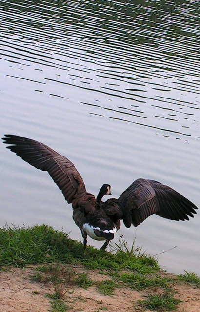 Canada Takes Flight