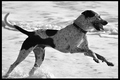 See Spot Run