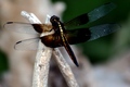 Dragon Fly