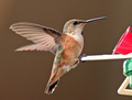 Rufous Hummingbird, female