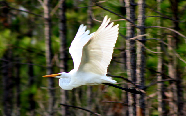 A Flight In The Woods