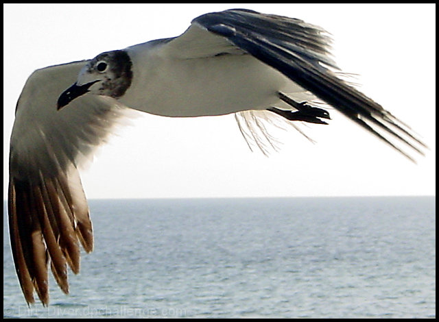 In Flight For Food