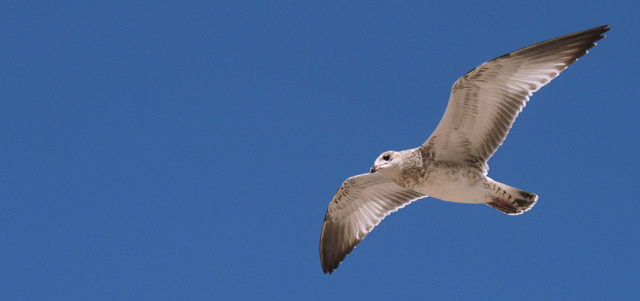 Gull In Flight