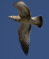 Spread Your Wings and Soar