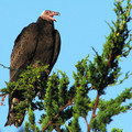 On the Treetop