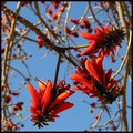 Coral Tree Flower (from the ground)