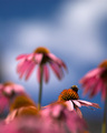 Echinacea for Breakfast, Lunch and Dinner