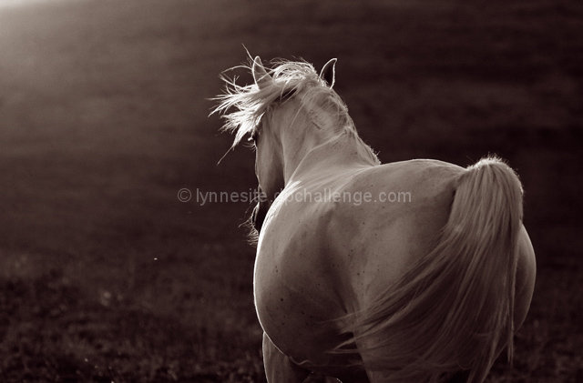 Horse-zen Time