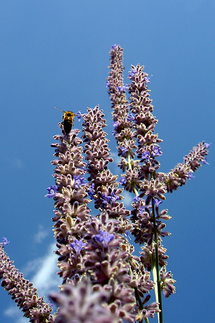 Russian sage reaching for the sky.