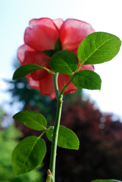 A Rose from any other view