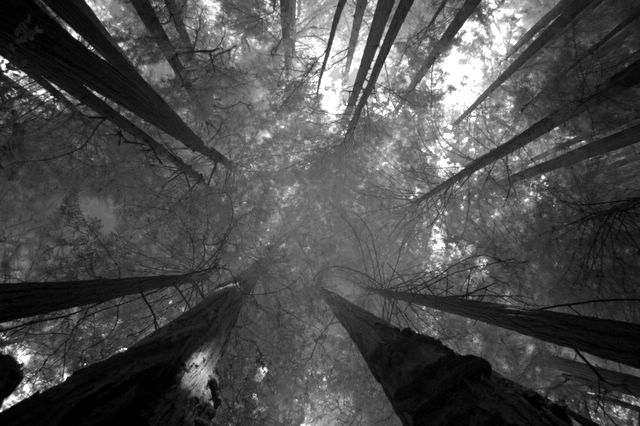 Mighty Redwoods in Infrared