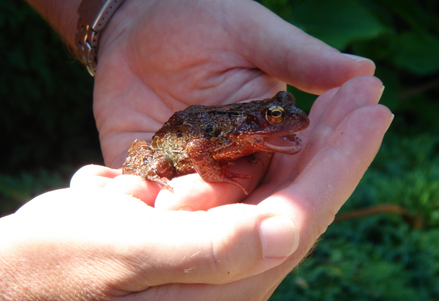 'put me down!'