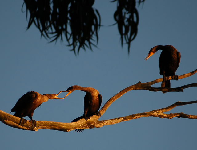 Cormorants at Sunset