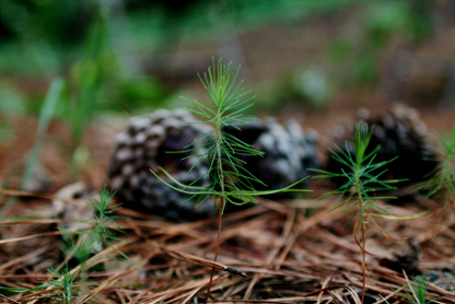 Growing up in a forest