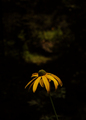 Alone in the dark