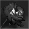 Blossom, no matter what..