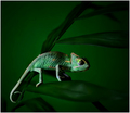 Timid