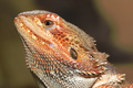 Bearded Dragon