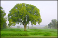 Green Acres