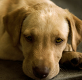 Puppy Eyes