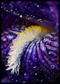 Pollen Tongue