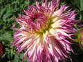 A Floral Explosion