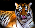 Captive Beauty