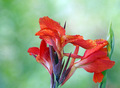 Canna Cleopatra