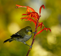 Cape White-Eye