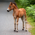 Exmoor Foal