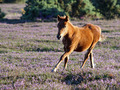 Dancing in the Heather