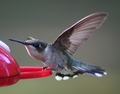 Hummingbird Pre-Flight
