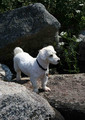 Rock Climbing Puppy