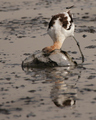 Avocet searches for food