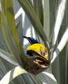 Banana Bird Nesting