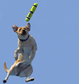 Dockdog in Flight