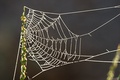 A crisp webbing morning