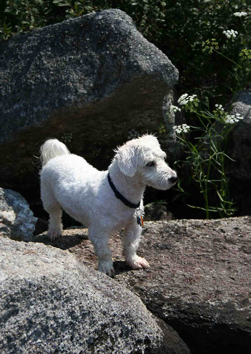 Rock Climbing Puppy