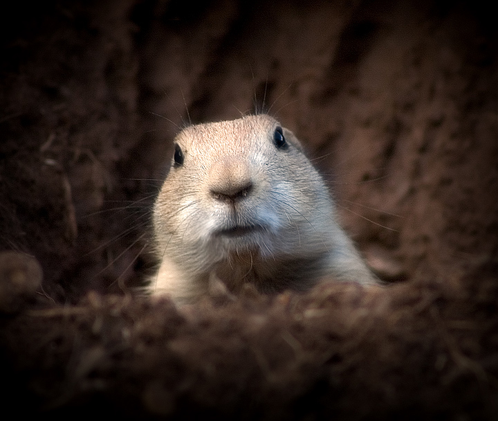 Peekaboo!