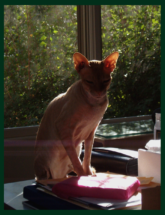 Beauty of a Sphinx