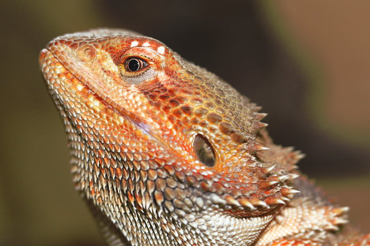 Bearded Dragon