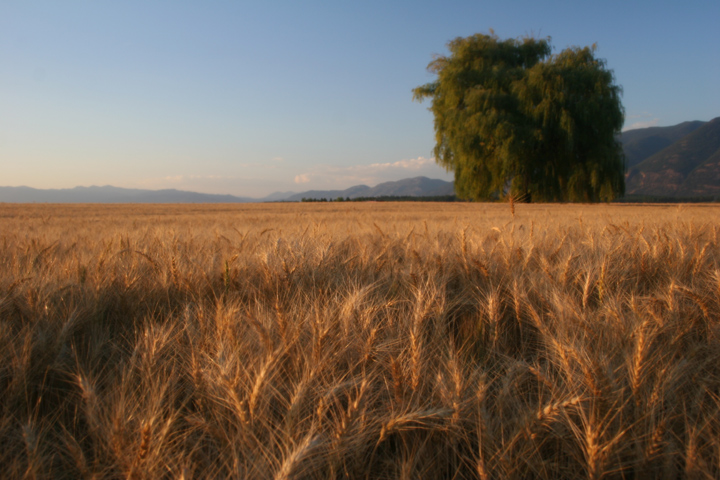 Harvest Time