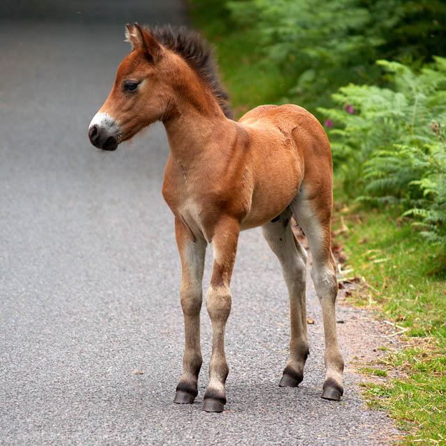 Exmoor Foal
