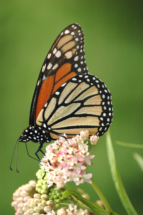 Monarch