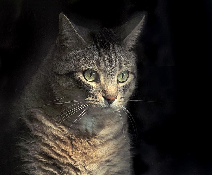 Barney at window