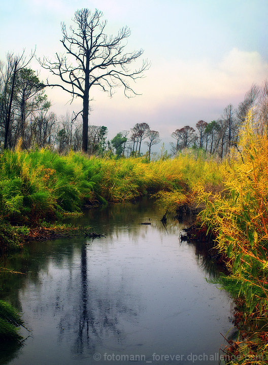 In the Marsh