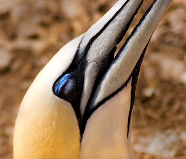 Emotions (Northern Gannet)