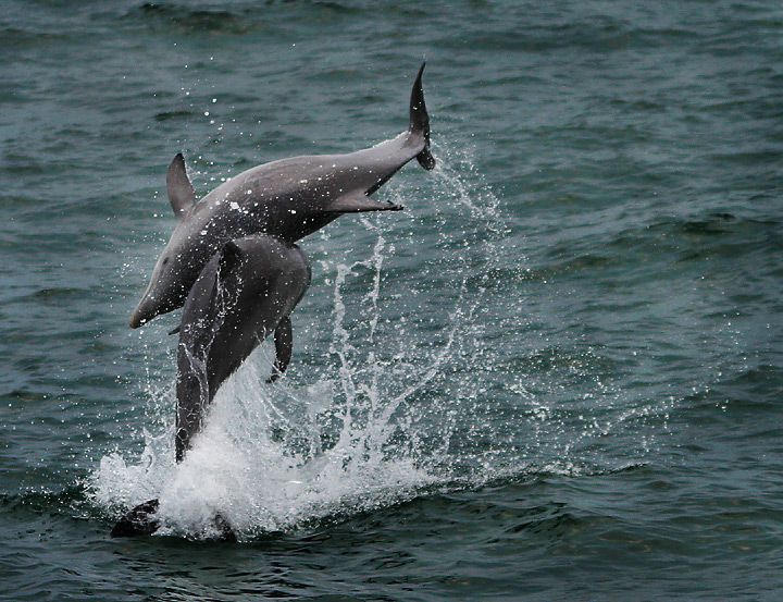 Wild Dolphin Play