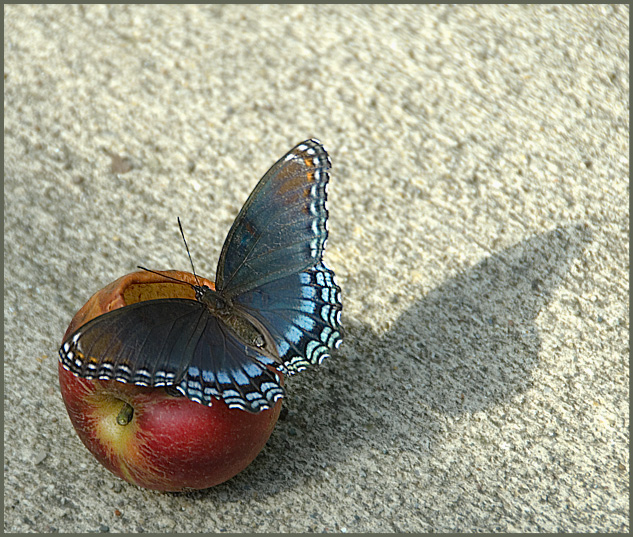 Butterfly on Apple