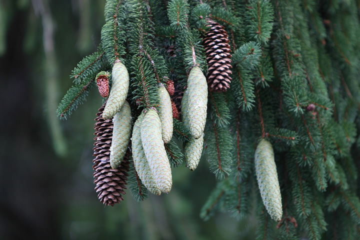 Pine Cones